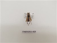 藏品(日本長腳蜂)的圖片